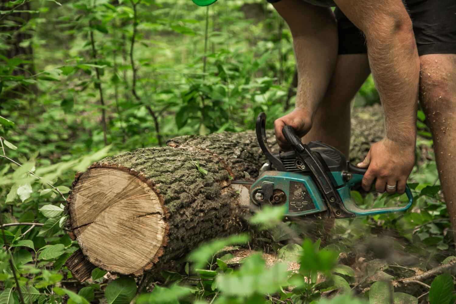 Trusted Braddock, PA Tree Service Experts